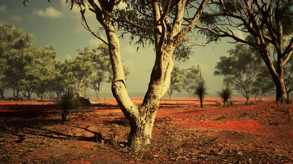 Acacias Trees in the Landscape of Tanzania with Clouds in the Sky alt