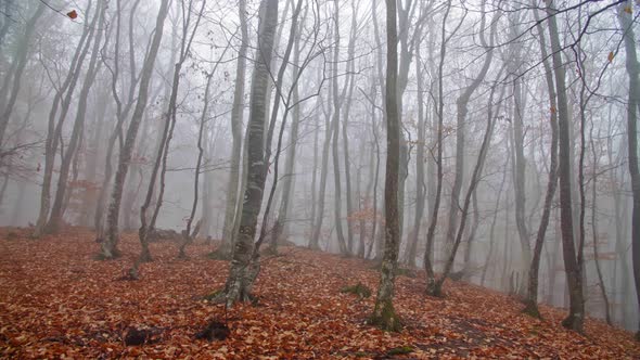 Mysterious Forest Path Autumn Forest Thick Fog By Olegmorrgun Videohive