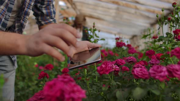 Close-up the Hand of a Male Gardener Touches the Flowers and Makes Data for the Study of the Crop of alt