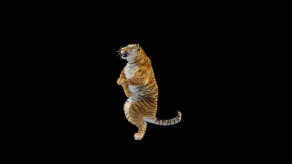 64 Tiger Dancing HD alt