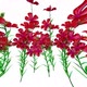 Petunia Botanical Flowers 3D Rendering
