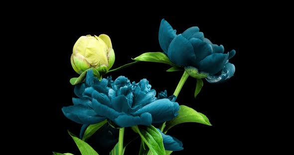 Timelapse Bouquet of Pink Peonies Blooming on Black Background. Blooming Peonies Flowers Open, Close alt