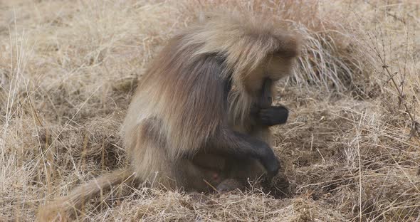 endemic Gelada baboon in Simien mountain, Ethiopia wildlife alt