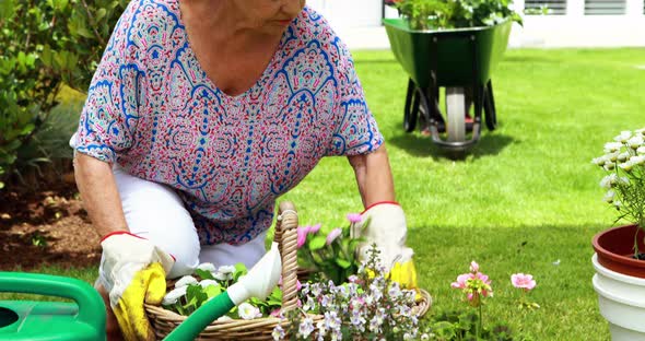 Senior couple interacting with each other while gardening alt