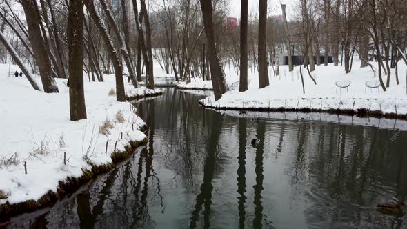 Flock of ducks swimming in snowy winter city park