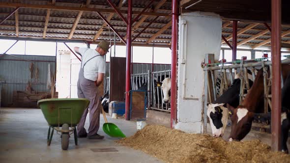 Farmer using a shovel for feeding cows on a farm