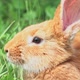 Portrait of a Funny Red Rabbit on a Green Natural Background in the Garden with Big Ears and - VideoHive Item for Sale