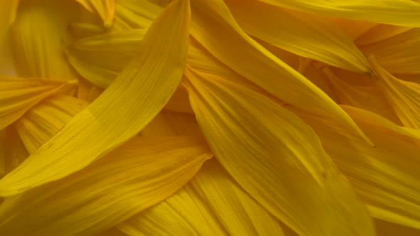 Rotation Sunflower Petals
