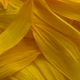 Rotation Sunflower Petals - VideoHive Item for Sale