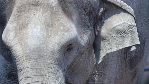 Close up shot of grey wild elephant relaxing in sunlight,filmed in slow motion - Beautiful animals f alt