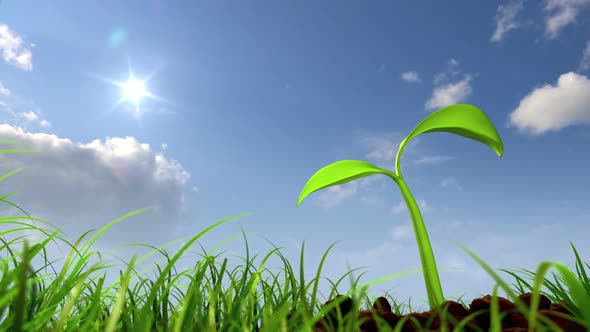 Growing Plant in the Meadow against Sky Background