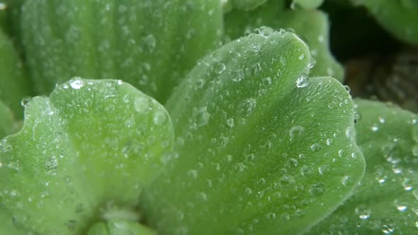 Water Drops on Plant Leaves. From Above Closeup Leaves of Green Plant with Drops of Clean Fresh alt
