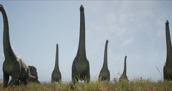 Brachiosaurus Herd Sauropod Walking in Search of Food