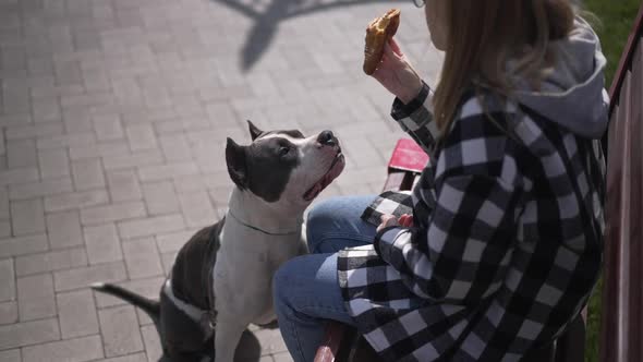 Portrait of Curios Dog Looking at Woman Eating Croissant Licking Sitting in Sunshine Outdoors alt