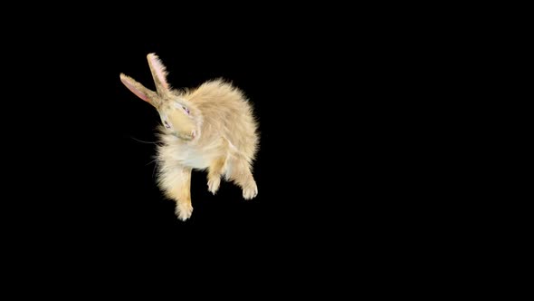 57 Rabbit Aerial Evad HD alt