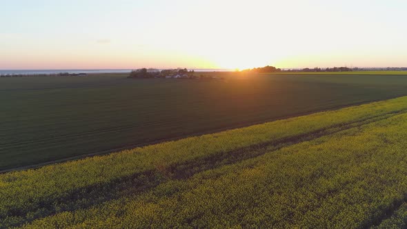 Flight Over Rapeseed Field at Sunset