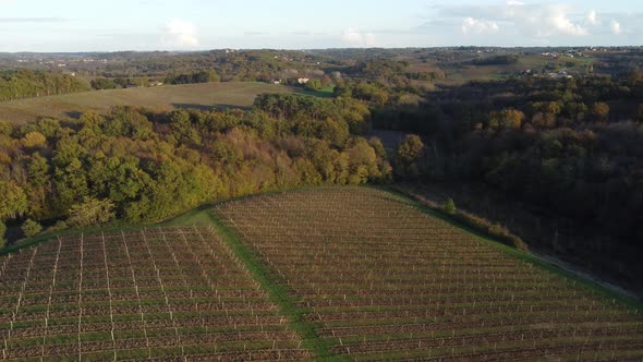Aerial view bordeaux vineyard, landscape vineyard south west of france, europe