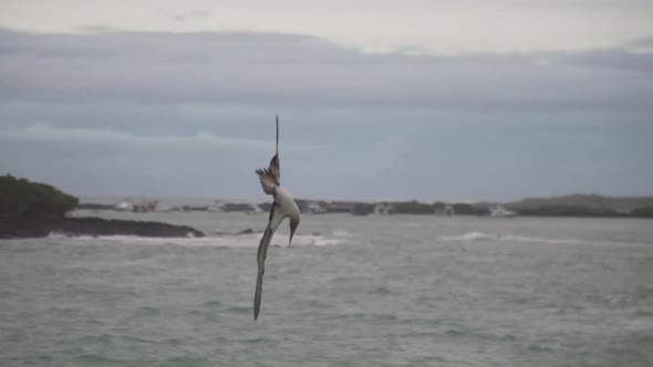 Blue footed booby fishing in slow motion alt