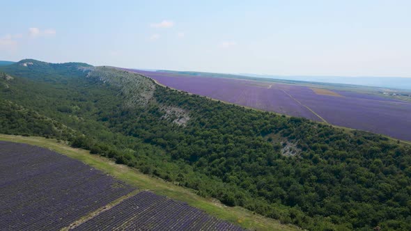Morning Large Field with Lavender That Bloomed in the Summer in the Crimea alt