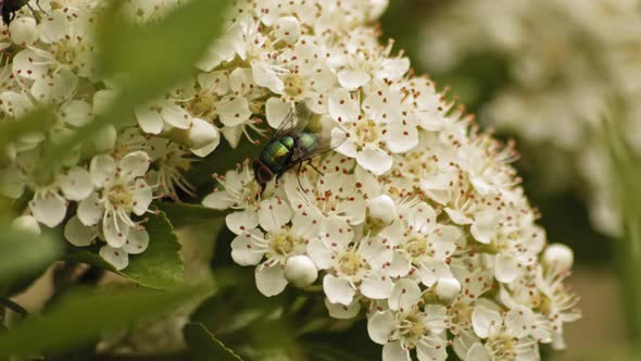 Creeping Common Green Bottle Fly On Blossoming Pyracantha Firethorn Flowers. Selective Focus Shot alt