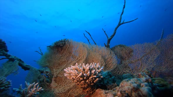 Underwater Sea Coral Reef