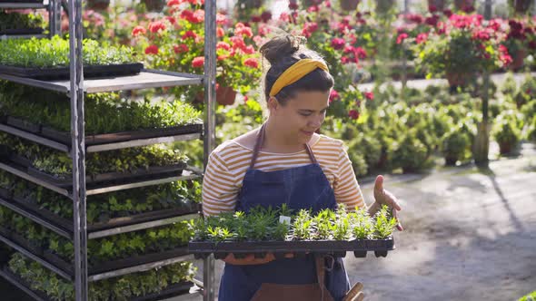 Gardener Puts Tray with Seedlings Onto Rack in Greenhouse