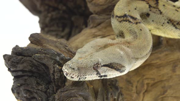 Columbian Boa or Boa Constrictor Imperator on Wooden Snag Isolated in White alt