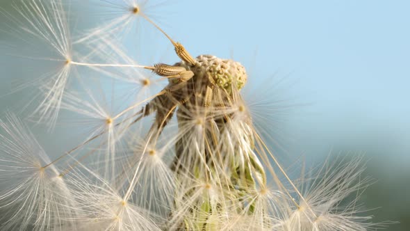 Macro shot of a Dandelion rotating alt
