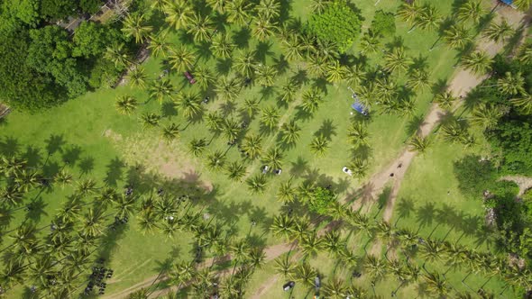 Aerial Coconut Tree