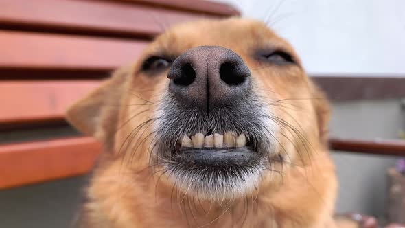 Dirty Teeth of a Dog Closeup