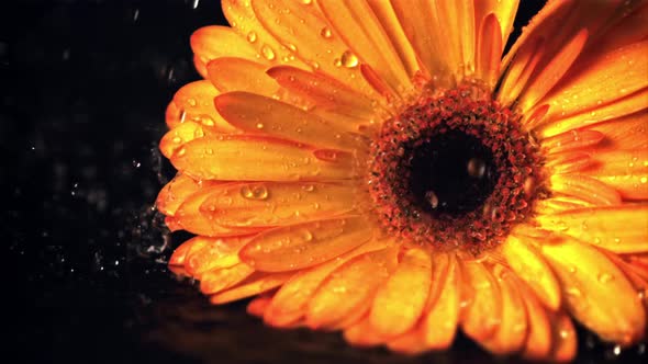 Super Slow Motion on the Flower Gerber Falls Water with Splashes alt