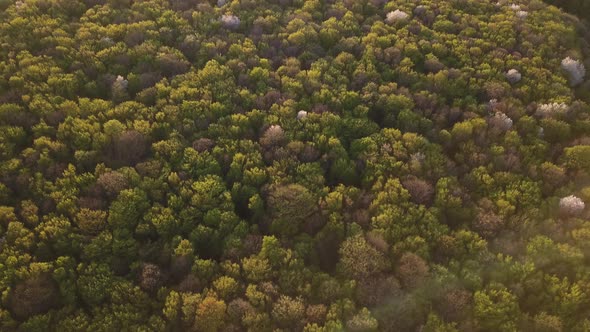 Aerial shot top view of summer green Coniferous and deciduous trees. Drone video.