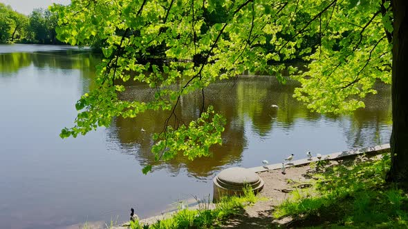 View Through Tree Branches to the Pond Embankment in a Public Park in Clear Sunny Weather Seagulls alt