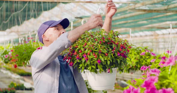 Confident Male Gardener Examining Potted Flower Plant alt