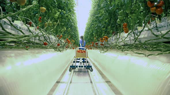 A Person Walks in a Greenhouse with Cart alt