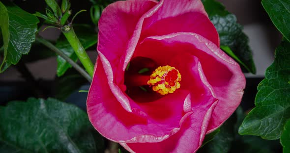 Time lapse of a blooming violet hibiscus flower