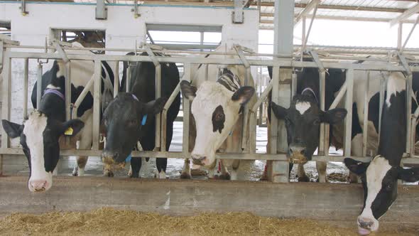 Cows eating Silage in a large dairy farm, milk production alt