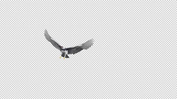 Harpy Eagle - Flying Transition - II