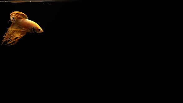 Vibrant and colourful Crown Tail Siamese fighting fish Betta splendens, also known as Thai Fighting alt