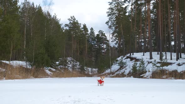 Jack Russell Terrier in a red shirt and scarf runs on the ice of the lake against alt