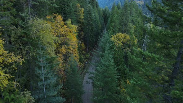 Wide trail leading through thick boreal forest filmed cinematically from above. Drone flying low and alt