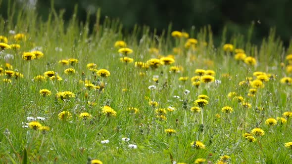 Forest Dandelions alt
