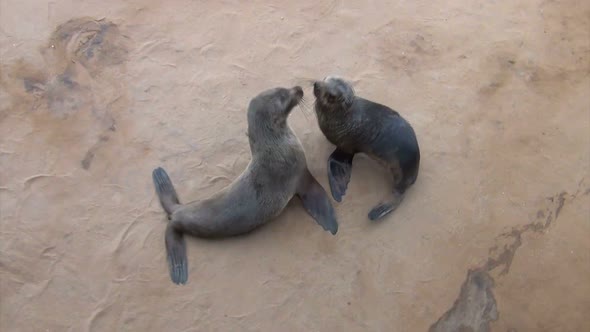 baby of Brown fur seal - sea lions, Namibia, Africa wildlife alt