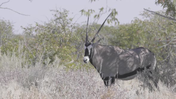 Oryx Seeking Shade in Extreme Heat