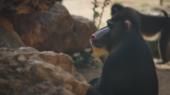 Mandrill scratching its ear alt