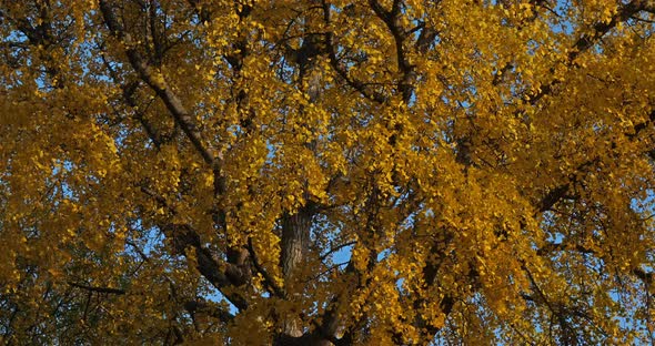 Ginkgo biloba during the autumn season. alt