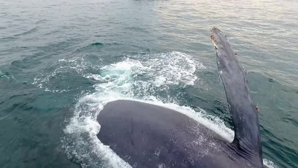 Whale Gives a Flipper in the Sea alt