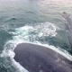 Whale Gives a Flipper in the Sea - VideoHive Item for Sale