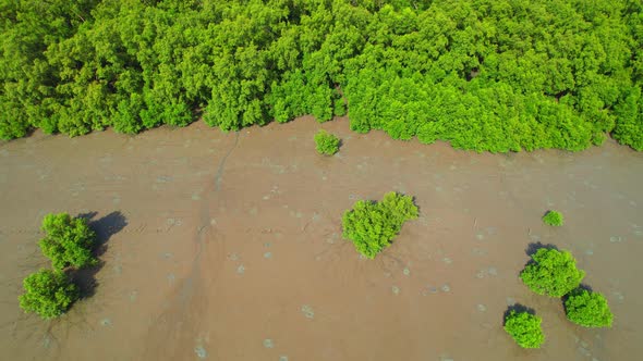 Aerial top view over the mangrove forests along the coast at low tide alt