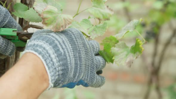 Bunch of Black Grapes on the Vine alt
